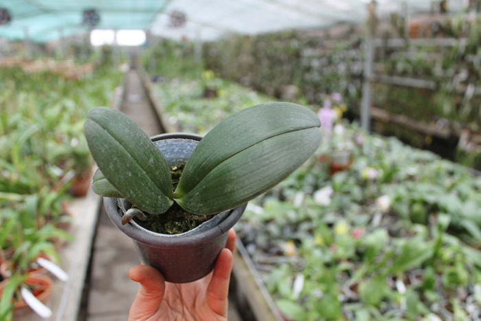 Phalaenopsis Sentra x Black Eagle.jpg