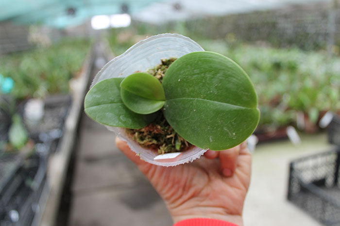 Phalaenopsis gigantea x Mituo Venosa.jpg