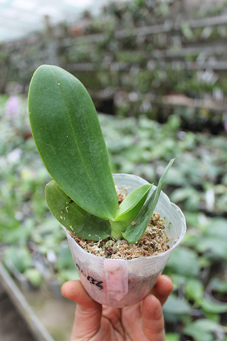 Phalaenopsis Zheng Min Tyrannosaurus x Yaphon Sir.jpg