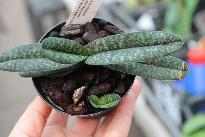 Paphiopedilum armeniacum.jpg