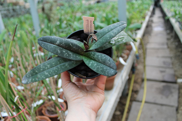 Paphiopedilum godefroyae.jpg