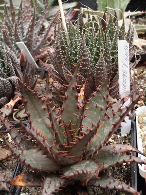 Aloe broomii - посев из семян той же фирмы Меса Гарден. При жестком<br />содержании особенно контрастное.