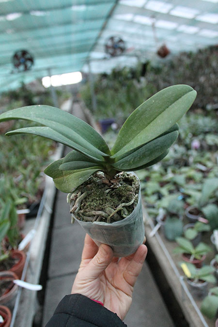 Doritaenopsis Lius Sakura.jpg