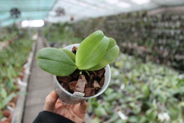 Phalaenopsis violacea Blue Indigo.jpg