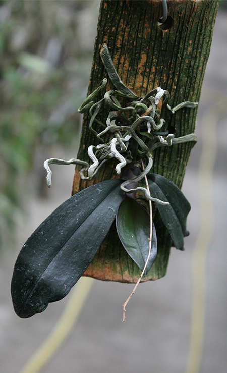 Phalaenopsis chibae.jpg