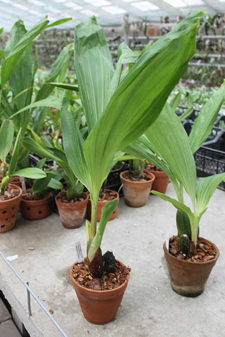 Anguloa virginalis.jpg