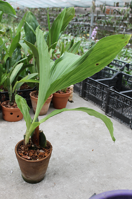 Anguloa tognettiae.jpg