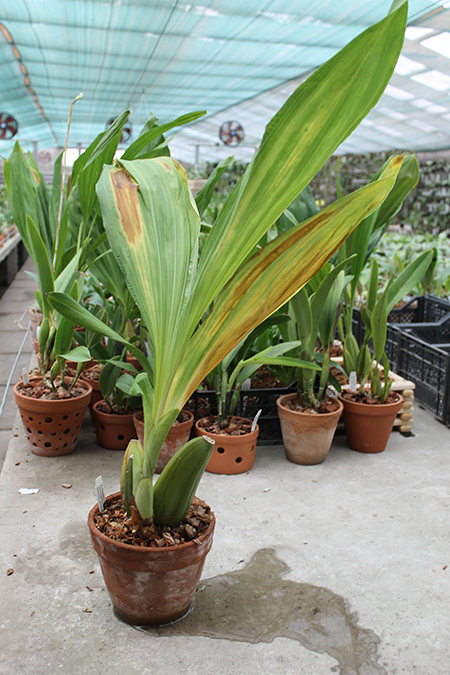 Anguloa clowesii.jpg