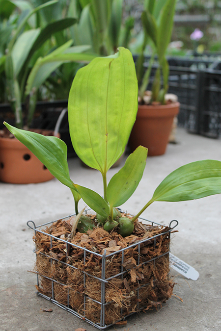 Stanhopea nigroviolacea.jpg