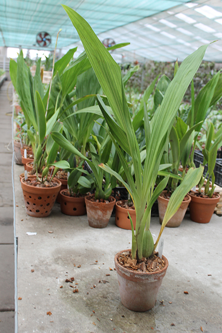 Lycaste longipetala.jpg