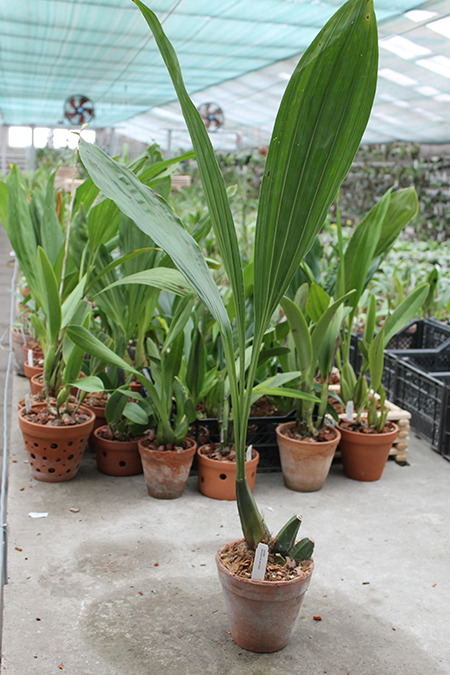 Lycaste peruviana var peruviana.jpg