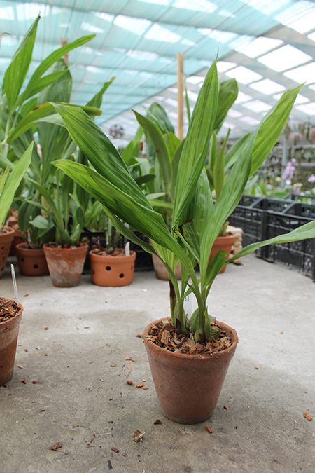 Lycaste linguella.jpg