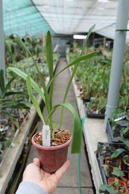 Dracula sibundoyensis.jpg