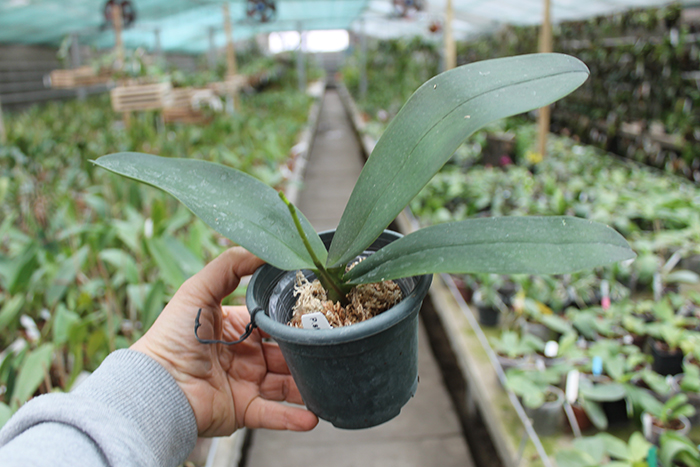 Phalaenopsis stuartiana x equestris.jpg