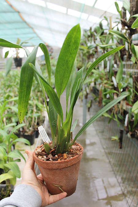 Maxillaria fractiflexa.jpg
