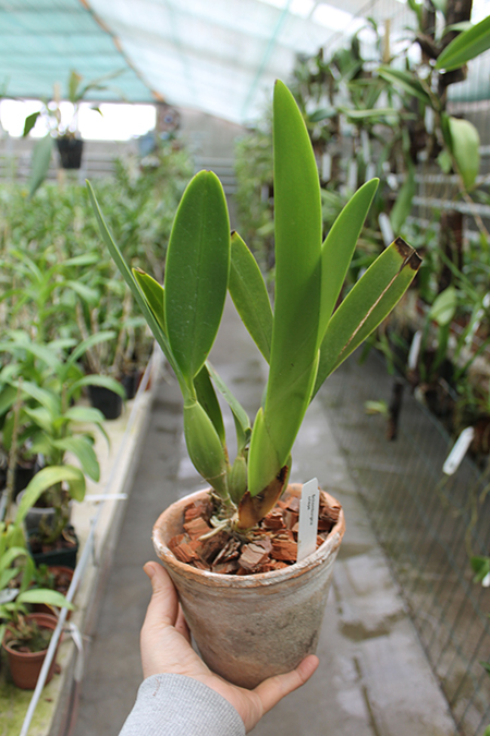 Schomburgkia crispa.jpg