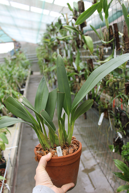 Maxillaria molitor.jpg