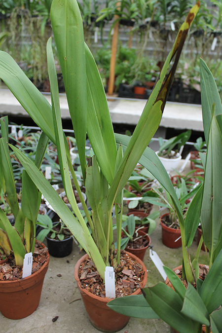Maxillaria irrorata.jpg