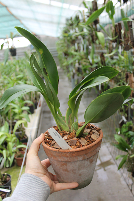 Maxillaria striata.jpg