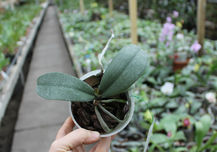 Phalaenopsis celebensis x Phalaenopsis Venus.jpg