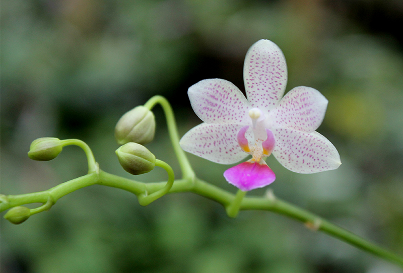 Phalaenopsis lindenii x javanica.jpg