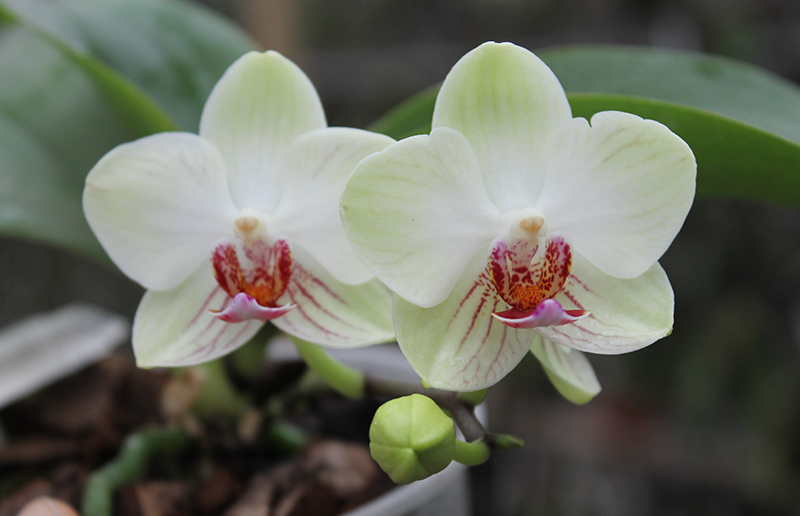 Doritaenopsis Little Gem Stripe x Phalaenopsis Joy Dreamy Jade.jpg