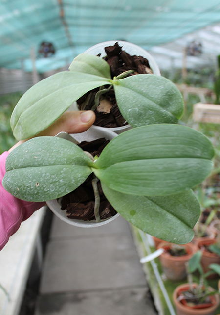 Phalaenopsis Yaphon Goodboy x Ld's Bear Queen.jpg