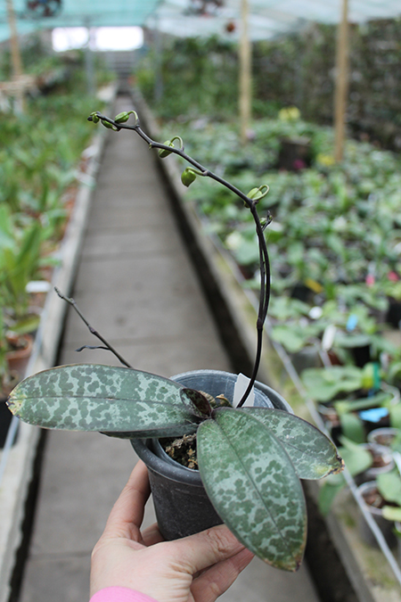 Phalaenopsis stuartiana yellow x sib.jpg