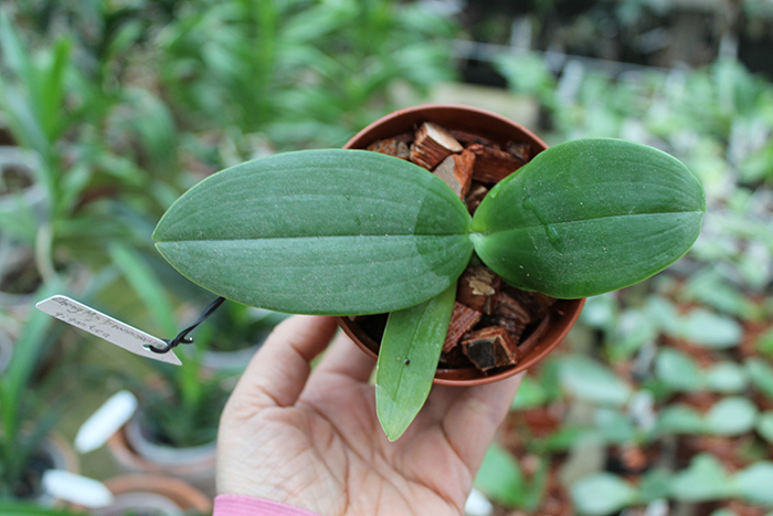 Phalaenopsis Zheng Min Tyrannosaurus x gigantea.jpg