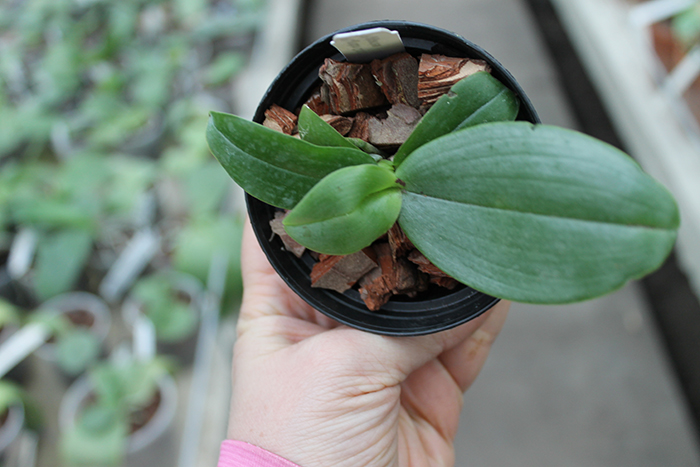 Phalaenopsis Lyndon Coral Grosbeak x gigantea.jpg