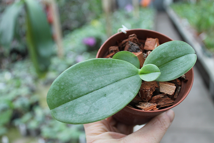 Phalaenopsis gigantea x bellina blue.jpg