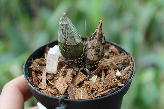 Clowesia Grace Dunn 'Chadds Ford'.jpg