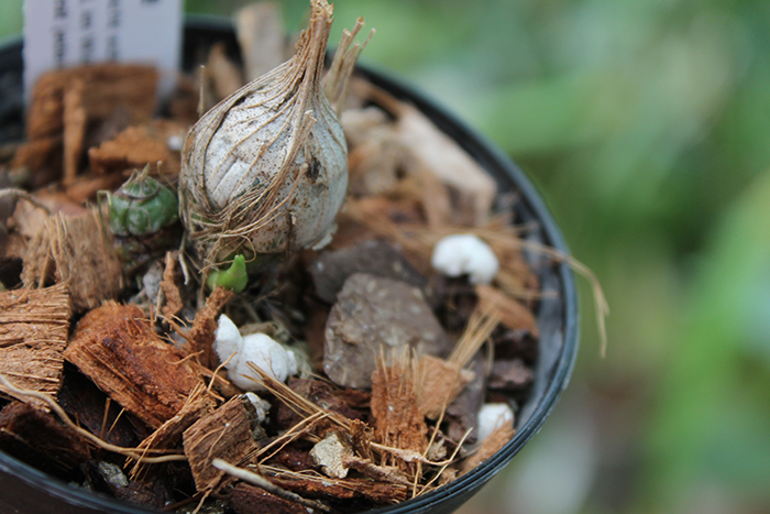 Clowesia Jumbo Grace 'Jumbo Orchids'.jpg