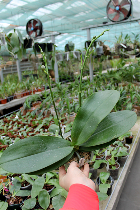 Phalaenopsis Sogo Relex 'F-1661'.jpg