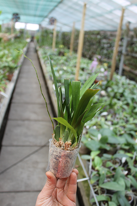 Oncidium Twinkle 'Red Fantasy'.jpg