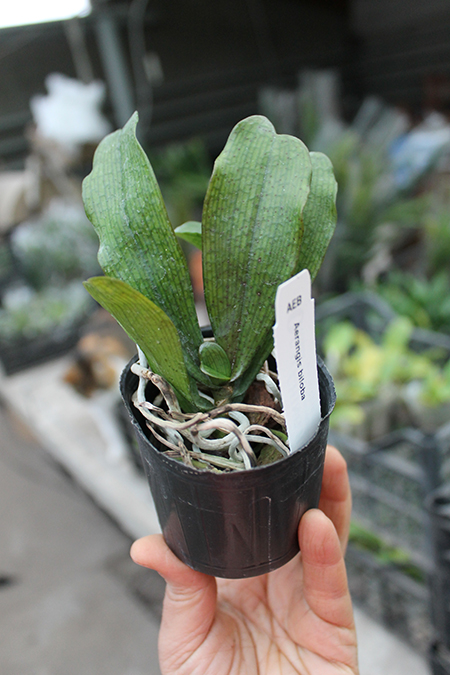 aerangis biloba big.jpg