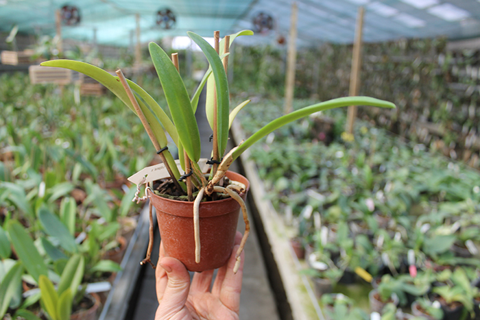Cattleya maxima rubra 'Lojana' x SELF.jpg