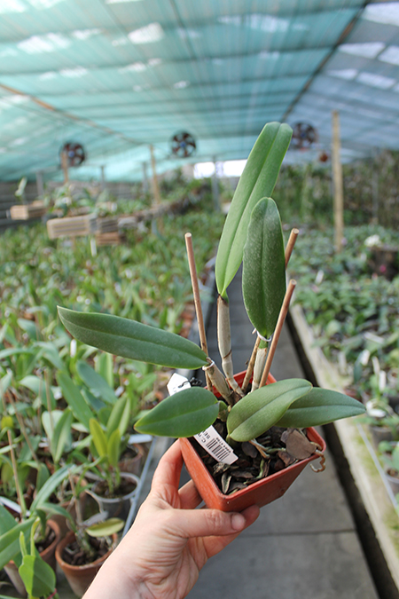 Cattleya maxima rubra 'Peruana' x SELF.jpg