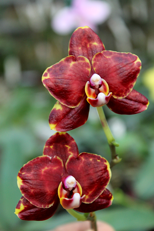 Phalaenopsis (Haur Jin diamond-Sogo Manager)'#1' x Yaphon Goldnight '#3'.jpg