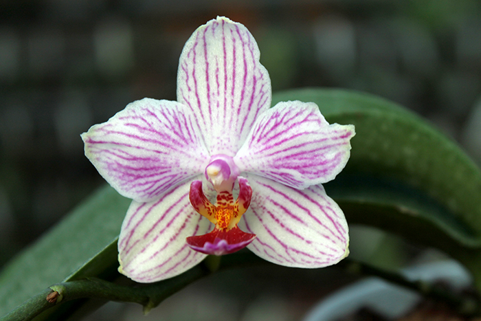Doritaenopsis Little Gem Stripe x Phalaenopsis Joy Dreamy Jade.jpg