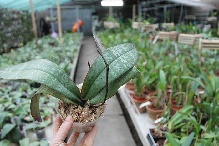 Phalaenopsis Little Dragon (stuartiana x celebensis).jpg