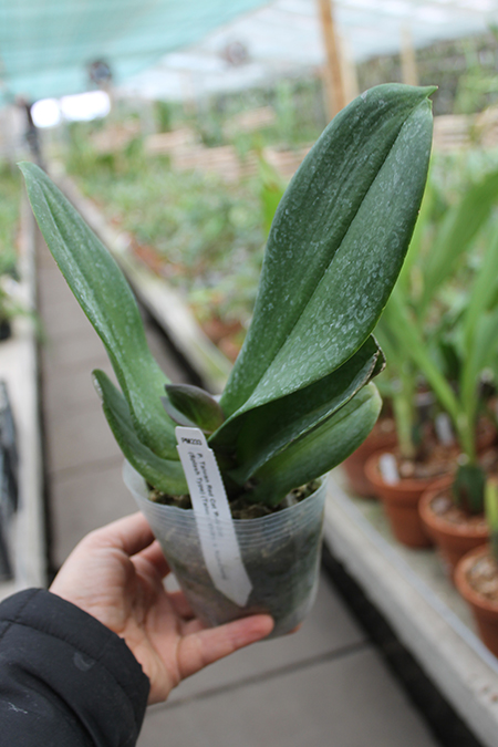 Doritaenopsis Taiwan Red Cat 'Red Cat'.jpg