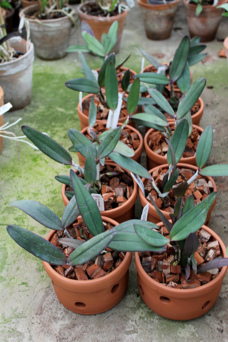 Cattleya schilleriana ('Sanderiana' x 'Angel Kiss').jpg