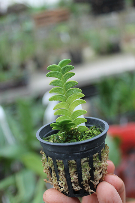 Angraecum distichum.jpg