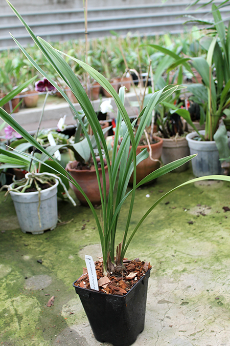 Cymbidium ensifolium.jpg