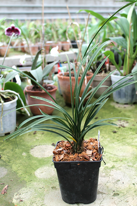 Cymbidium goeringii.jpg