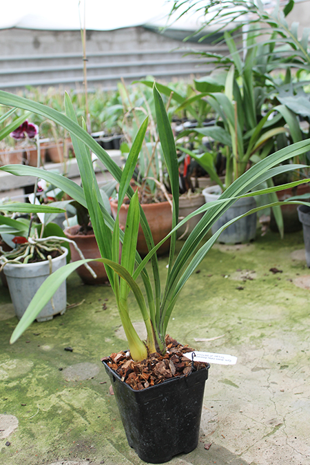Cymbidium Green Valley Emerald 'Three Lip'.JPG