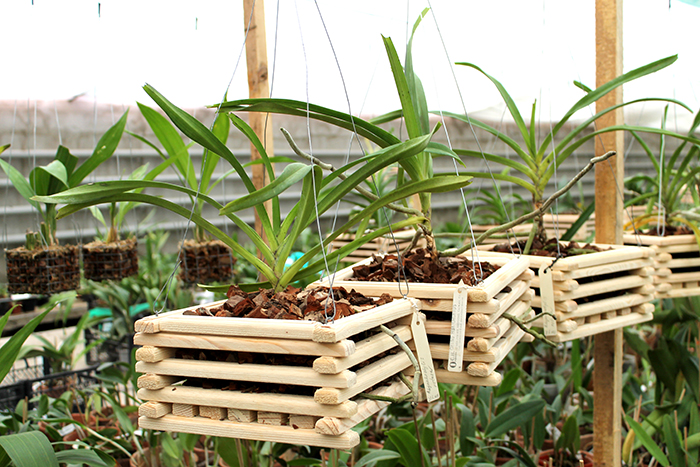 Rhynchostylis retusa.jpg