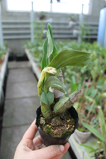 Catasetum tenebrosum.jpg