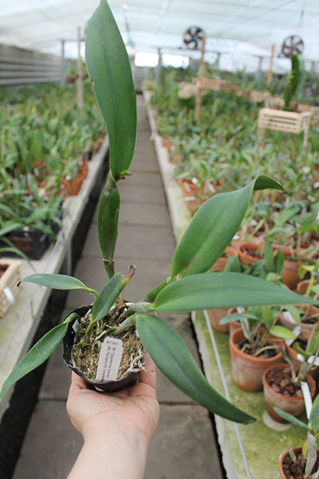 Rhyncattleanthe Tzeng-Wen Free 'Chen Sun'.jpg